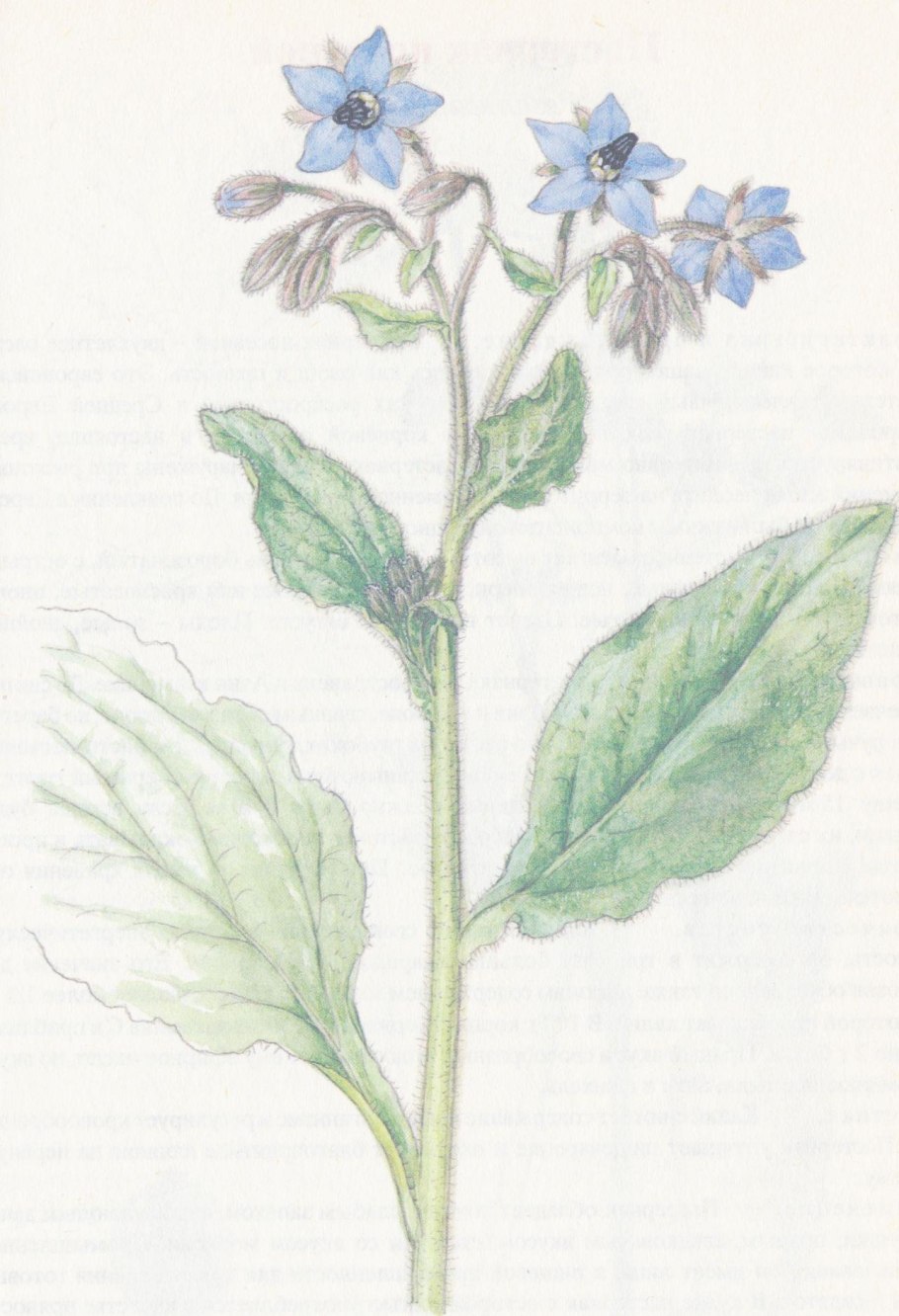 Семейство Бурачниковые