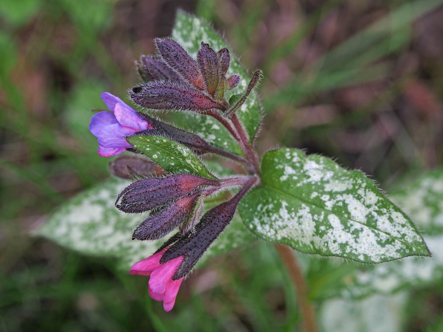 Borago officinalis