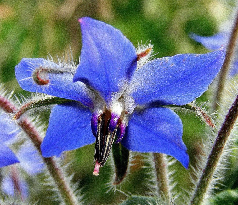 Бурачник (огуречник)