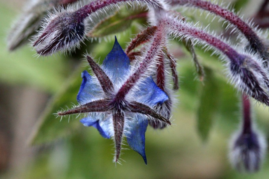 Растение анхуза