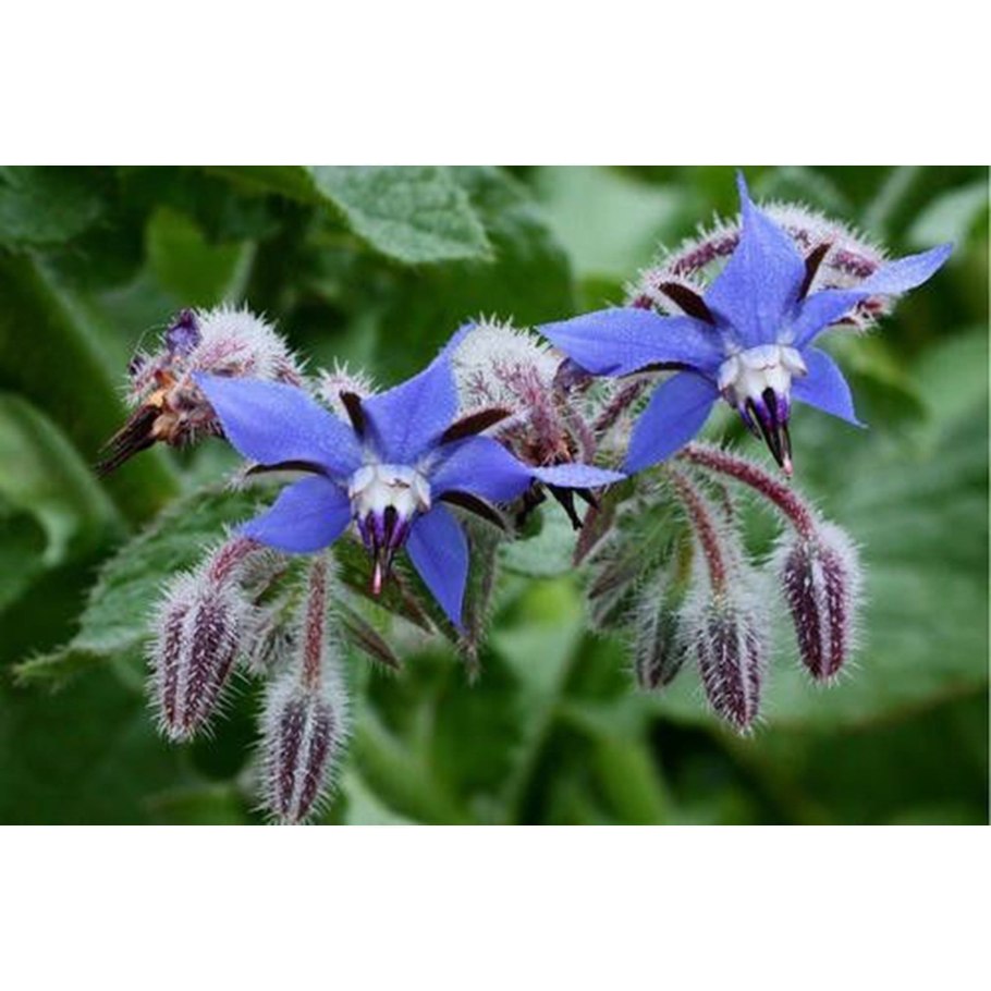 Огуречная трава, огуречник