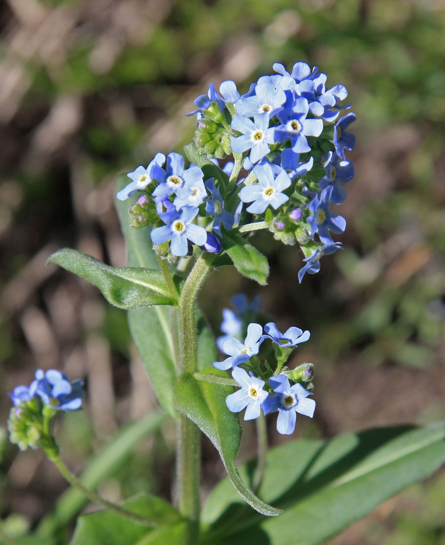 Pulmonaria Montana