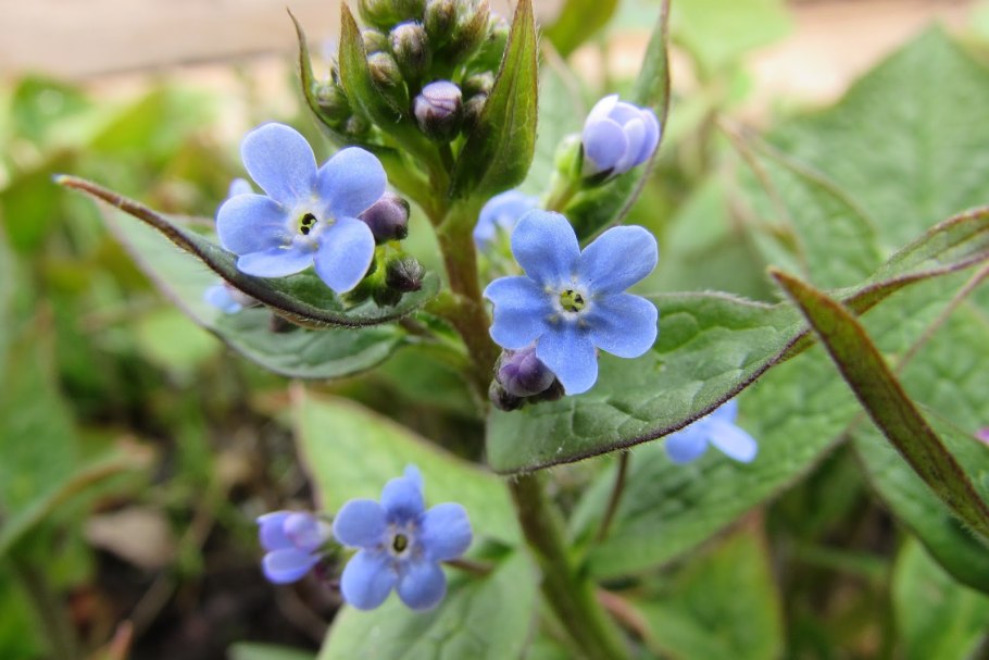 Незабудка семейство Бурачниковые