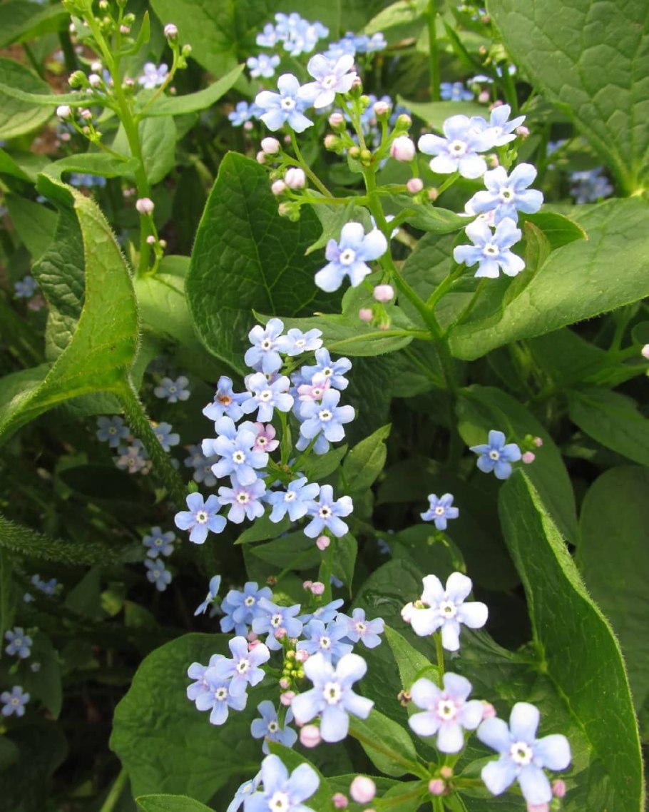 Бруннера сибирская незабудочник