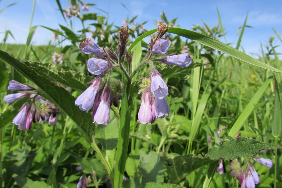 Бурачник белый