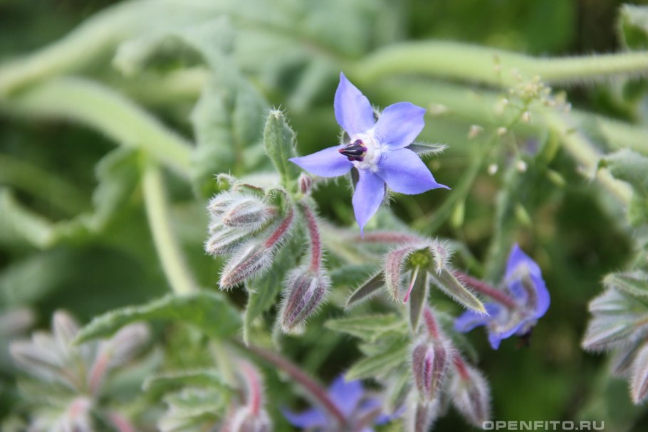Огуречная трава, огуречник