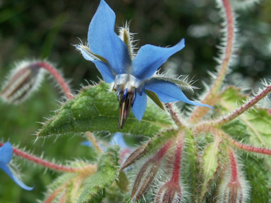 Бораго огуречная трава