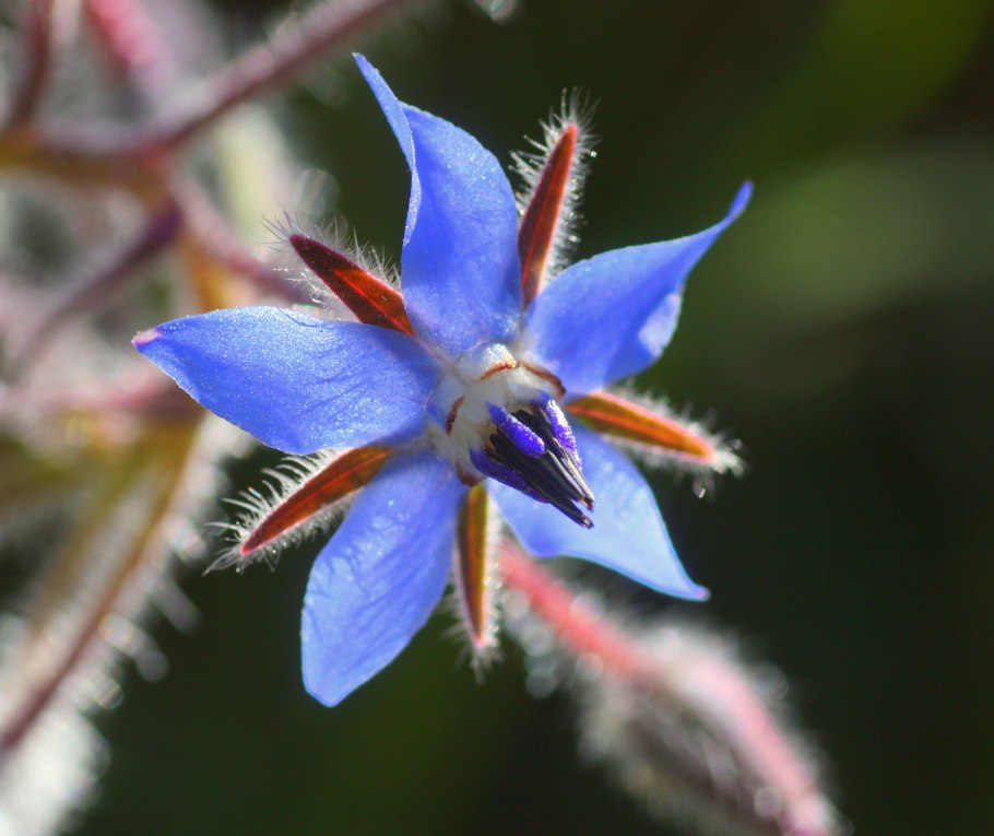 Borage(огуречная трава)