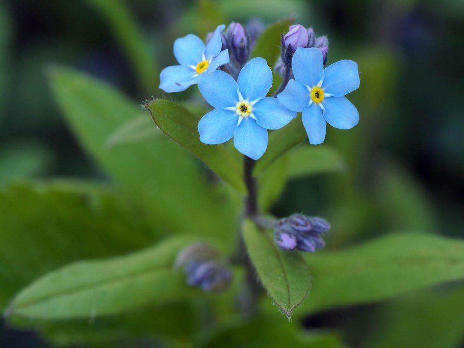 Незабудка лесная myosotis sylvatica