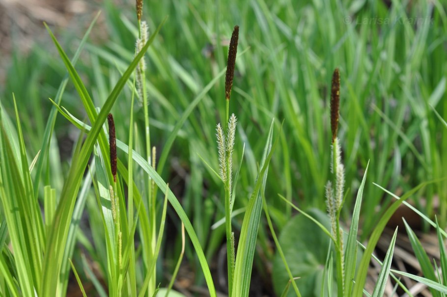 Carex panicea "Pamira"