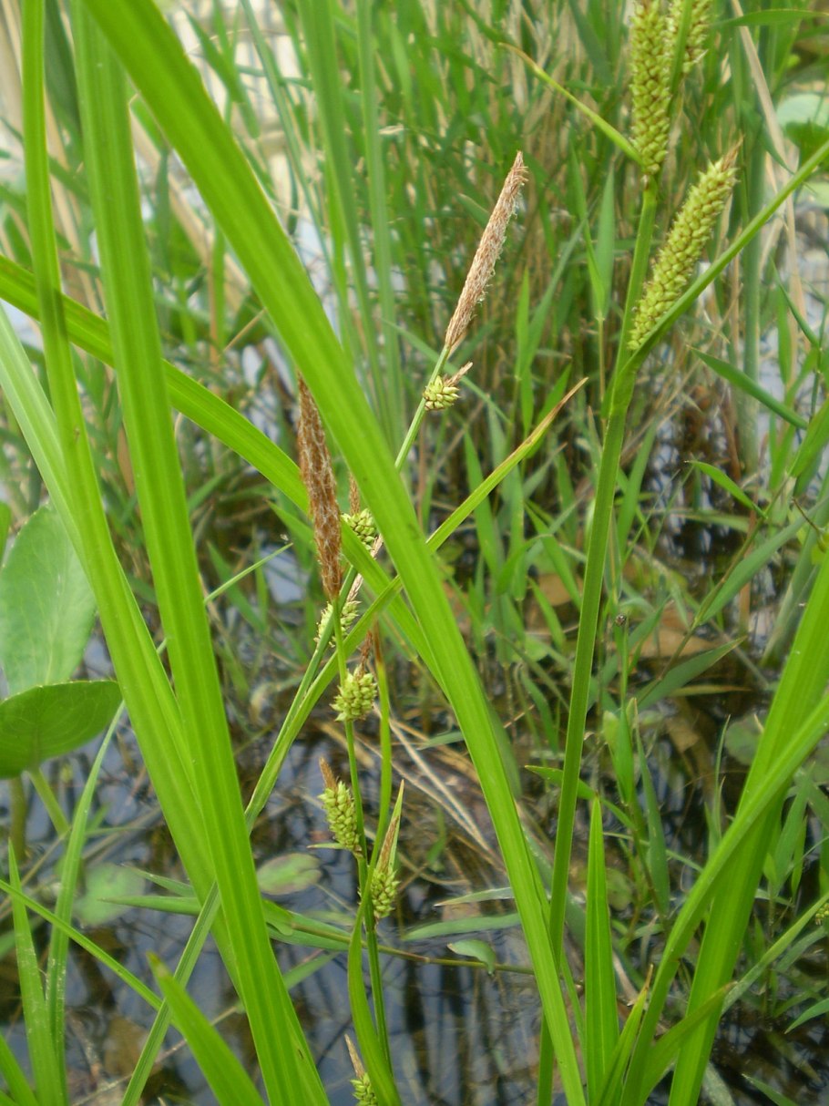 Осока двудомная