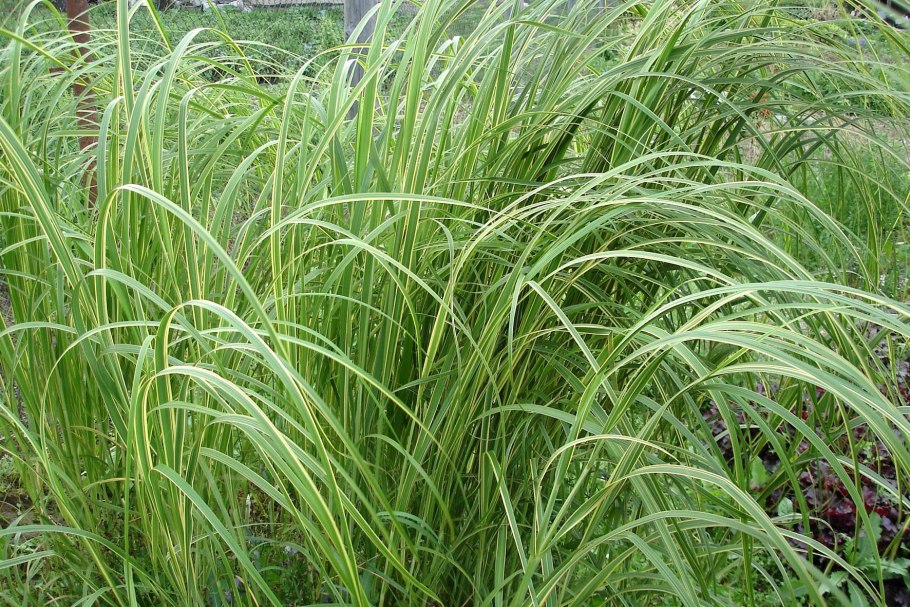 Осока Болотная Carex acutiformis