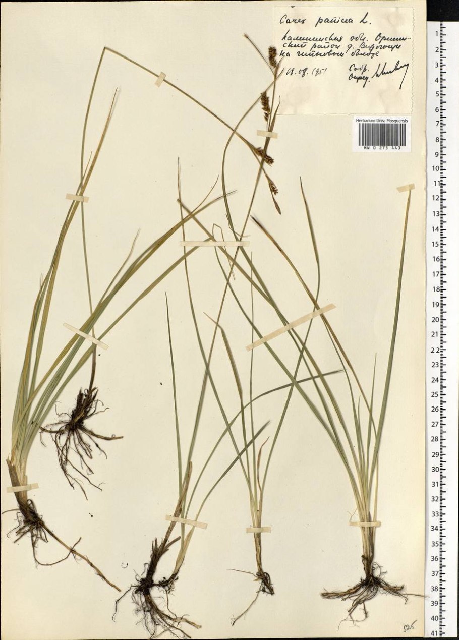 Carex spicata
