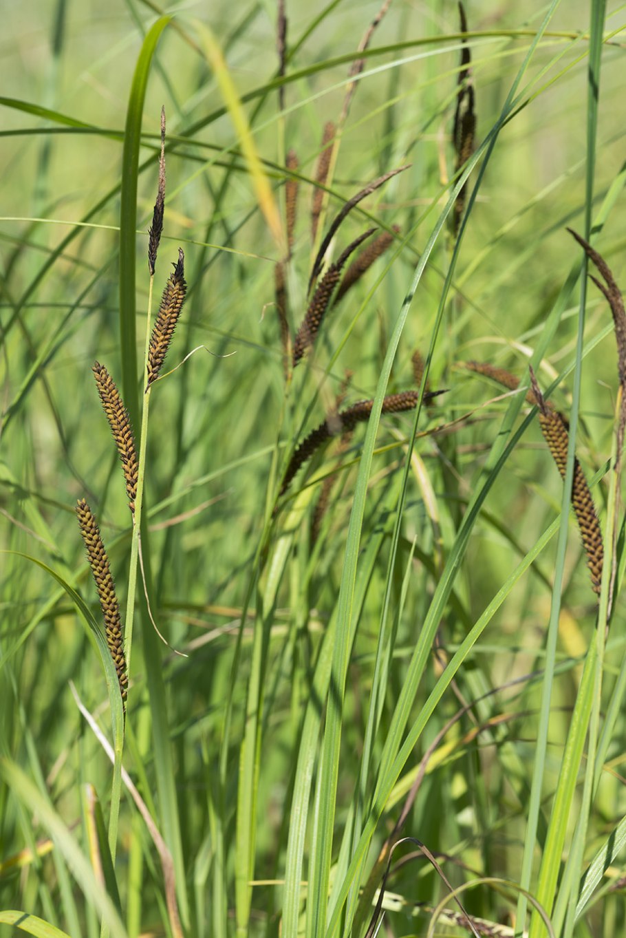 Осока Carex elata Aurea