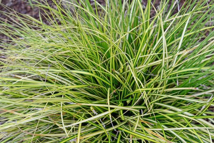 Осока elata Aurea