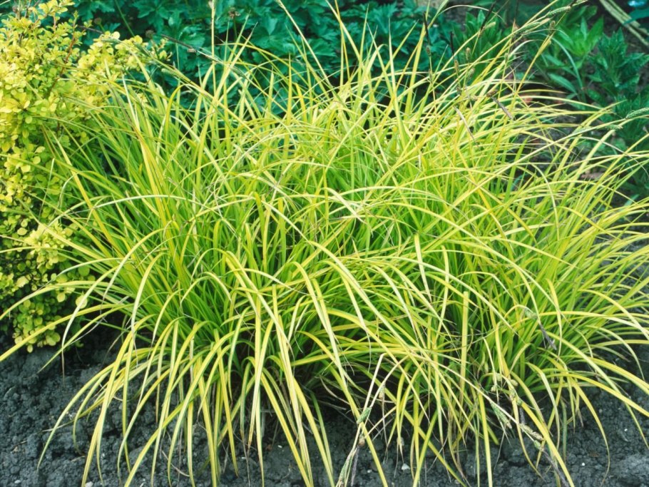 Ситник мечелистный (Juncus ensifolius)
