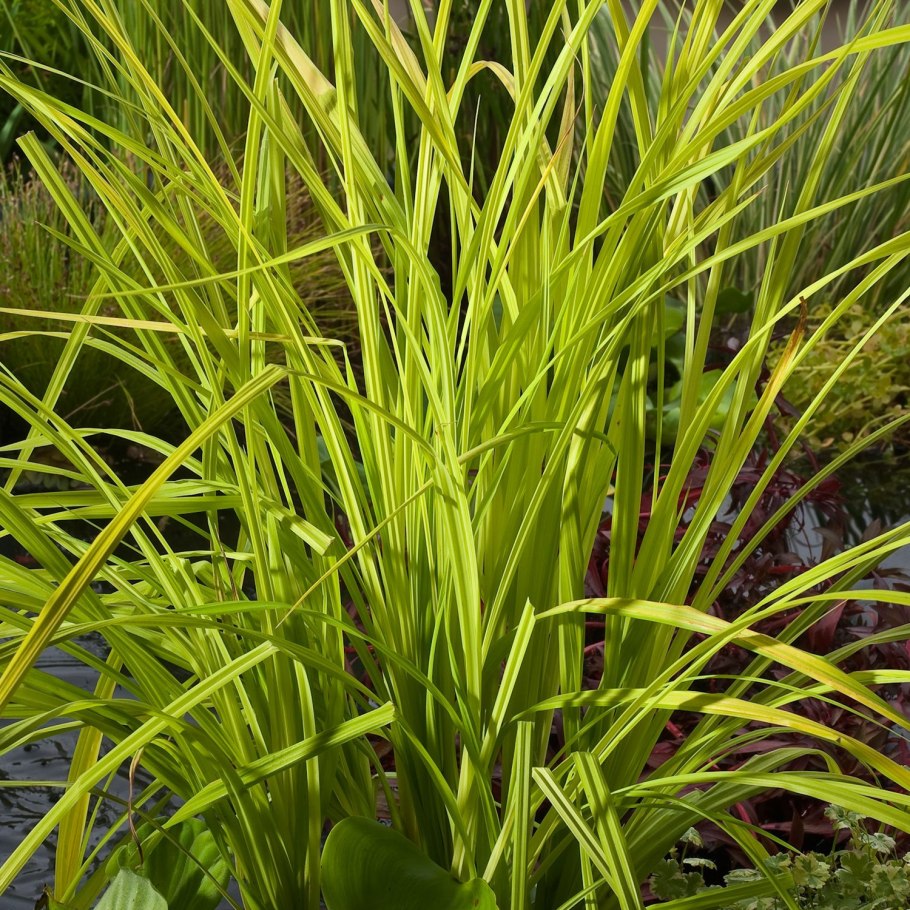 Carex morrowii variegata