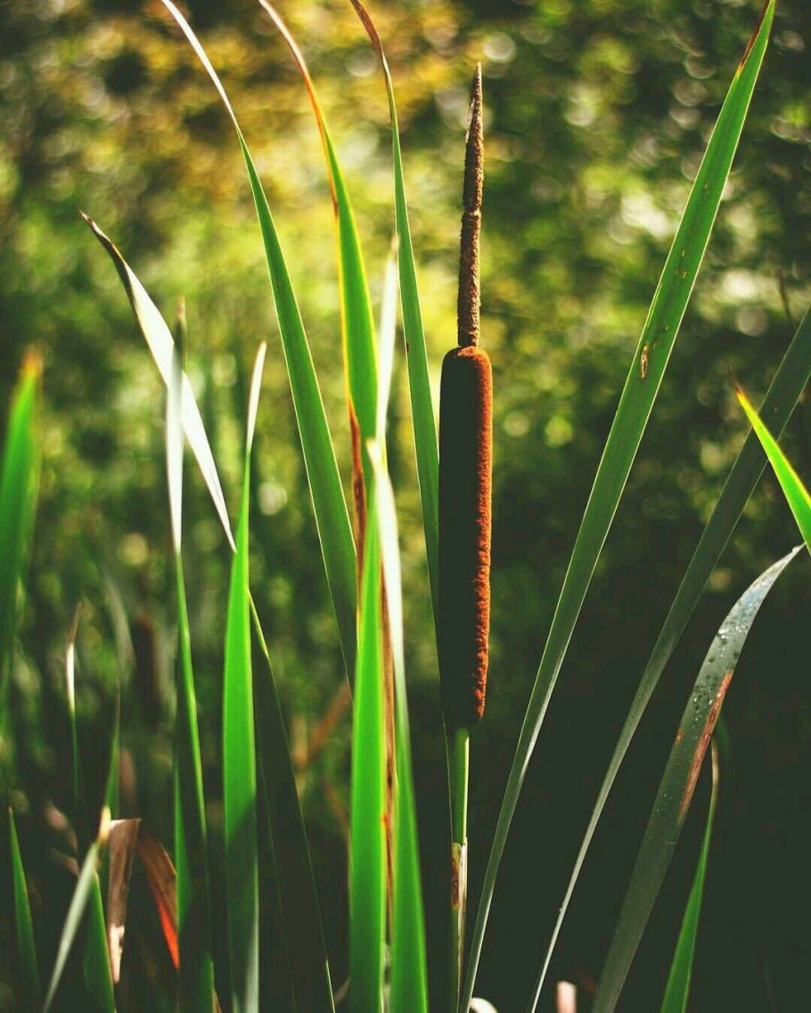 Осока Болотная