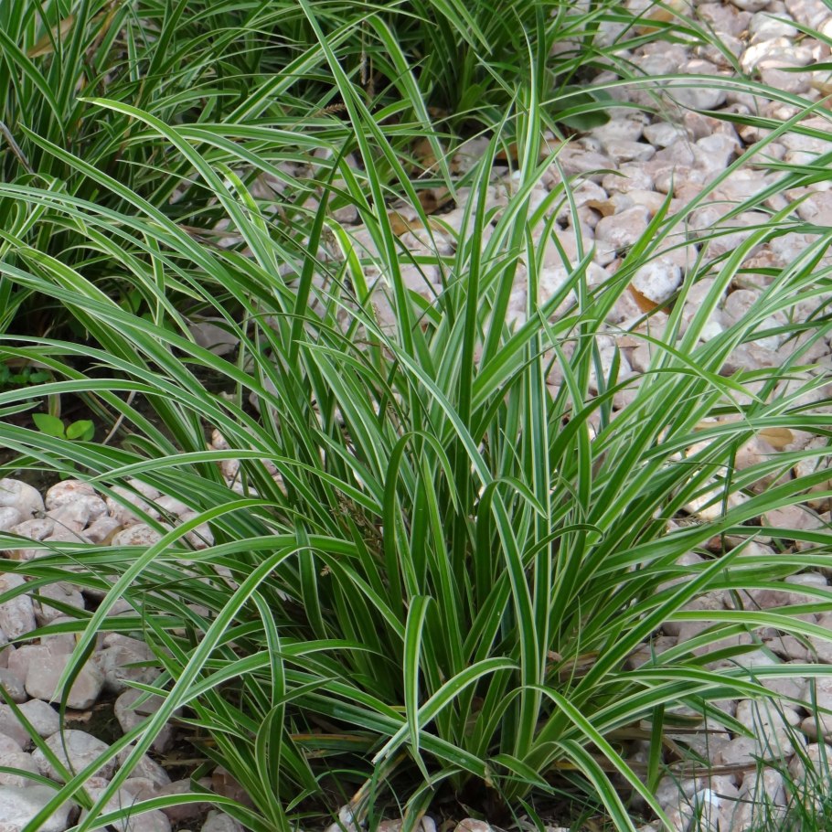 Осока теневая Carex umbrosa