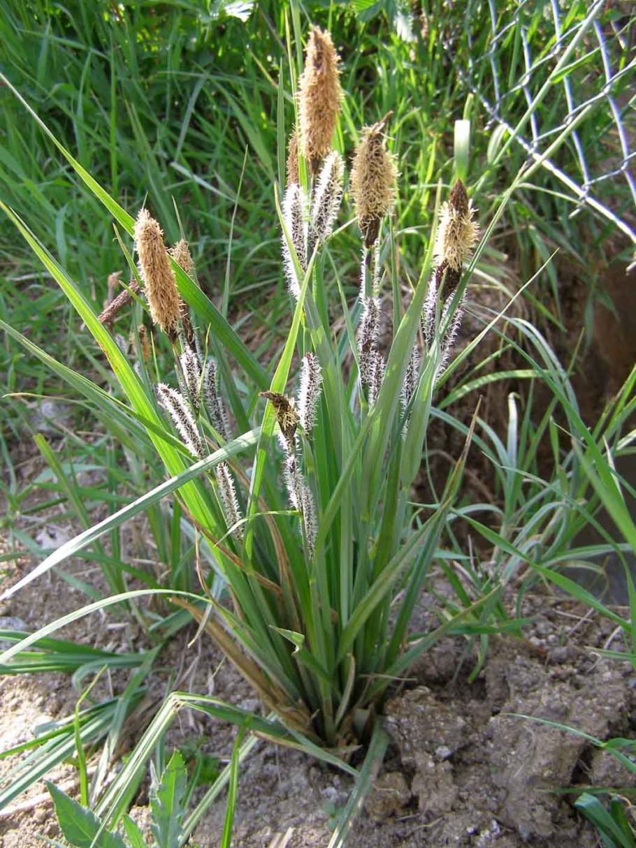 Осока чернеющая