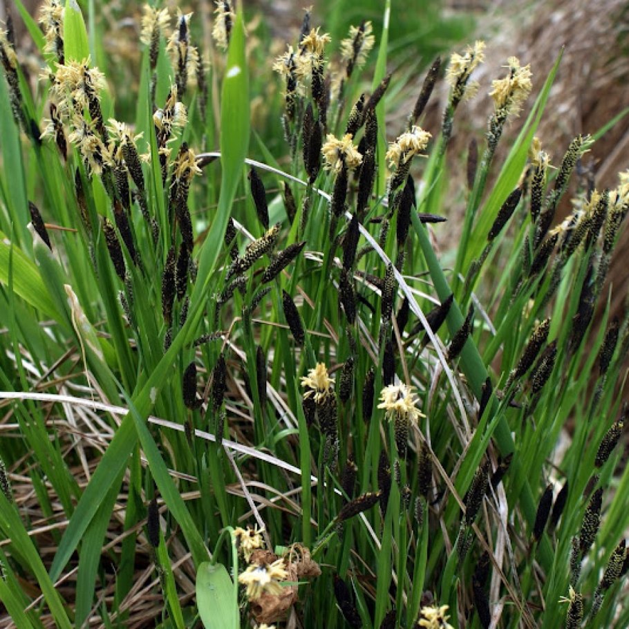Осоки (Carex nigra