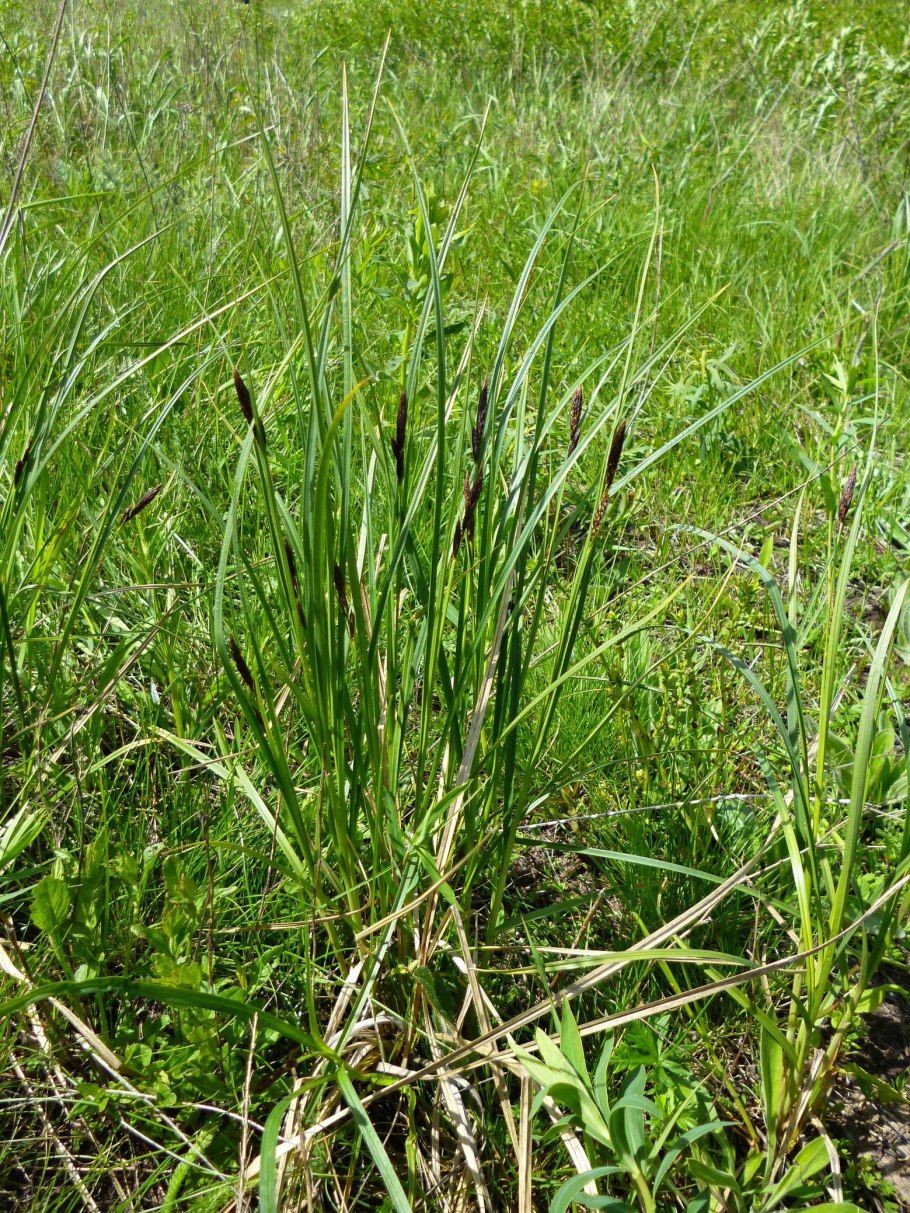 Трава Осока черная