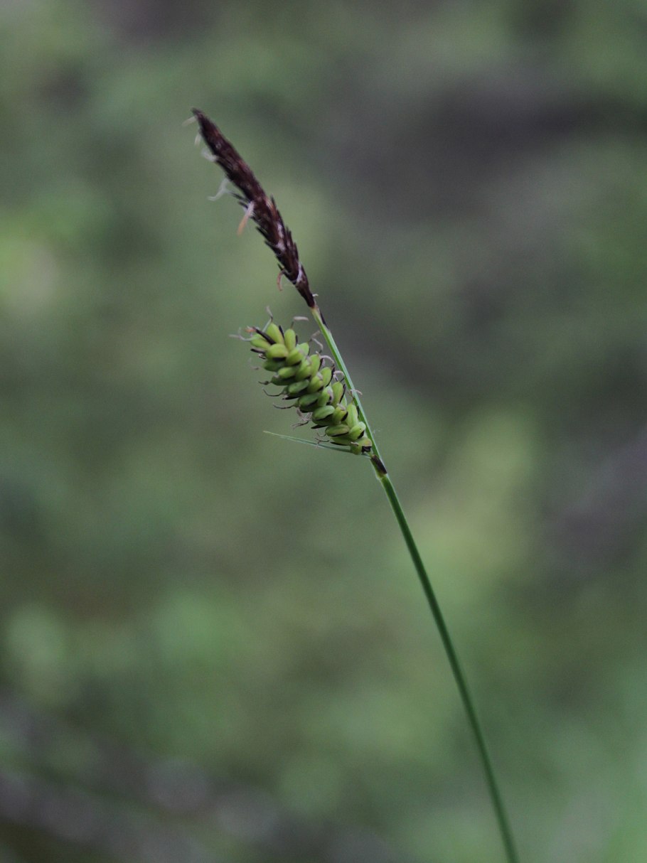Carex leiorhyncha
