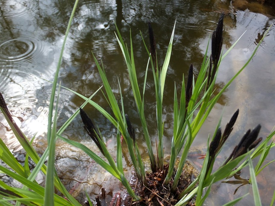 Carex melanostachya