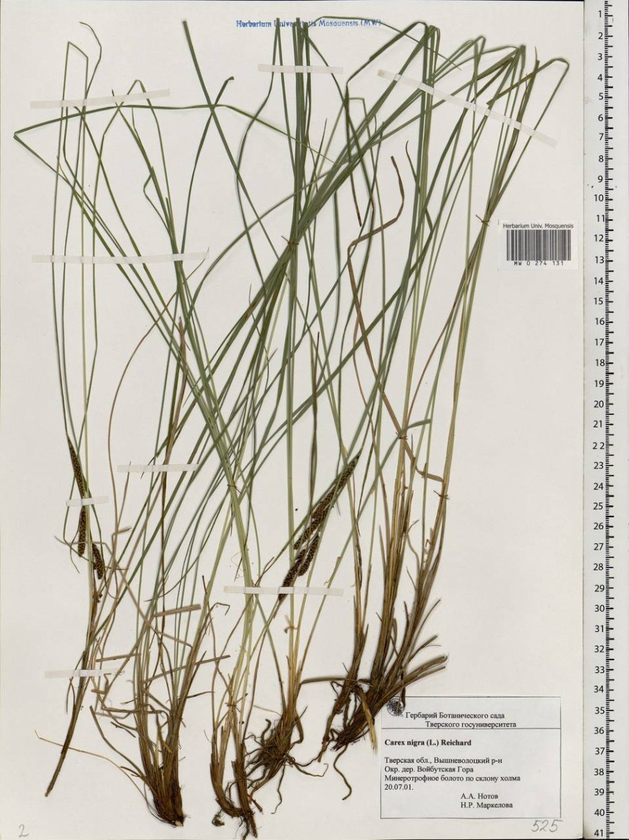 Осока темная