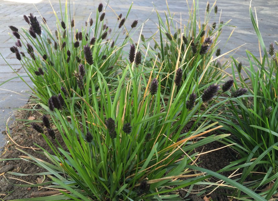 Осока Carex morrowii