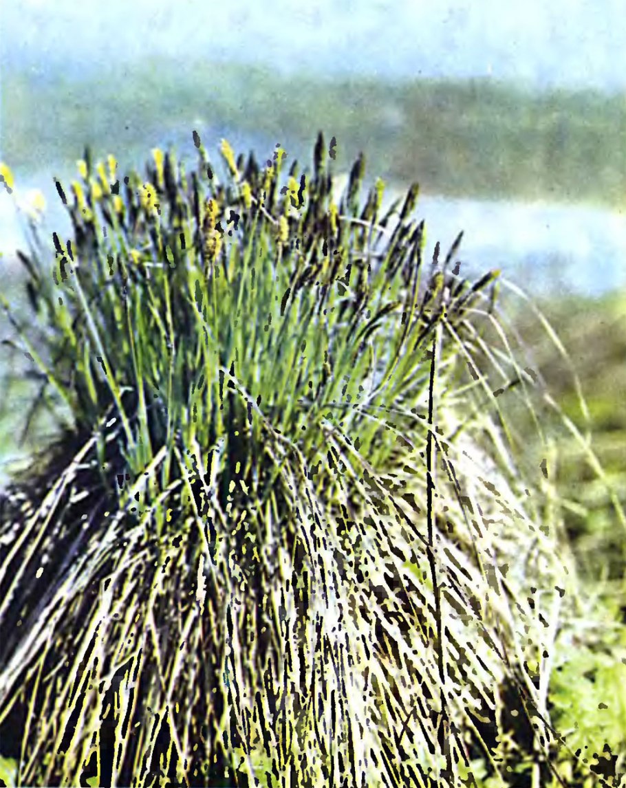 Осока прямостоячая