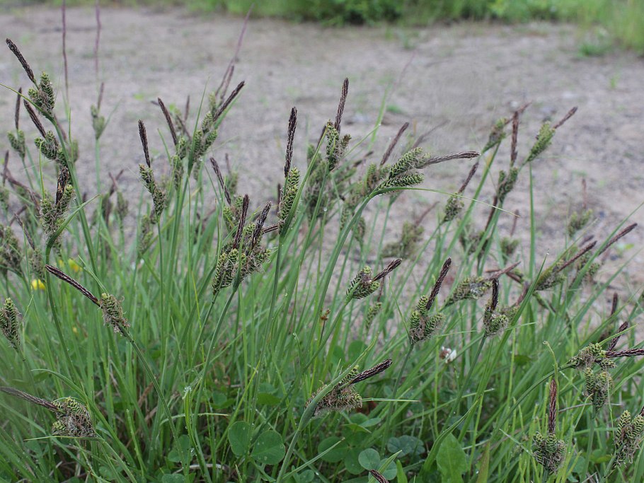 Carex vulgaris