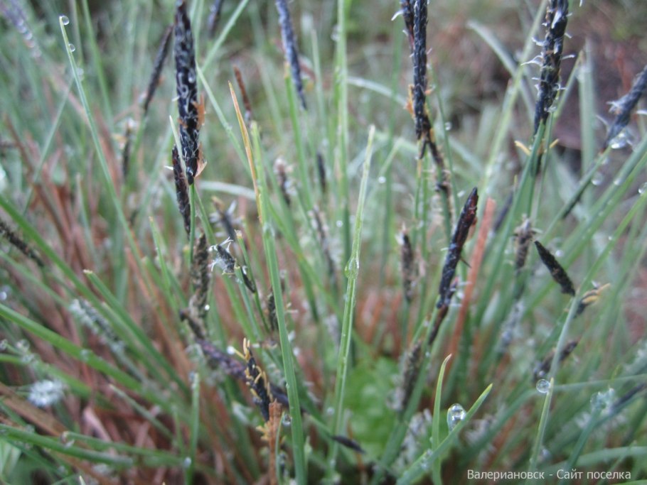 Осока черная описание