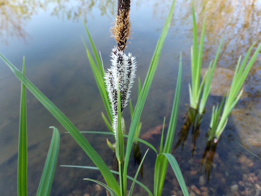 Carex melanostachya