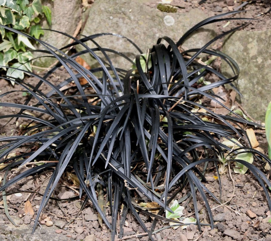 Офиопогон Нигра