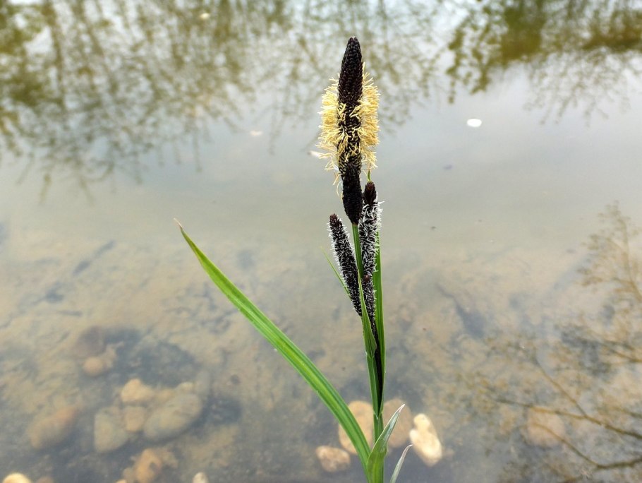 Осока чёрноколосая