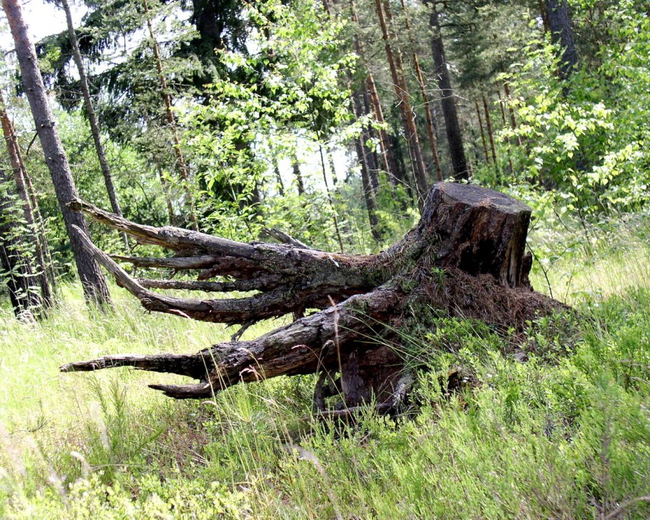 Корни елки