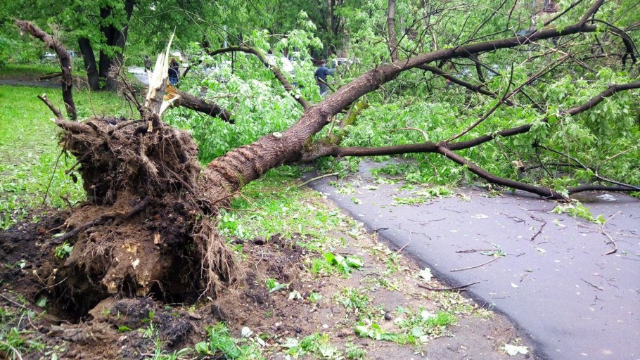 Старый Трухлявый пень