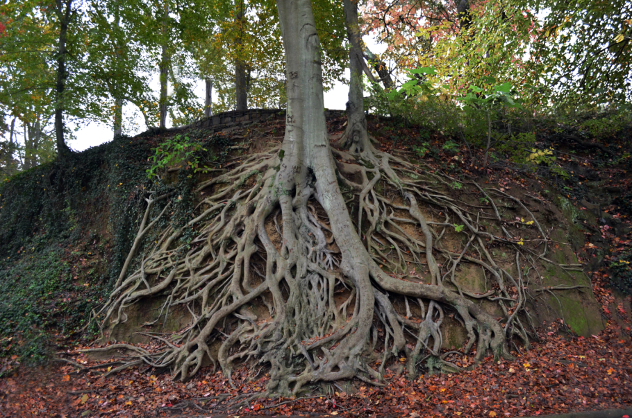 Коряга пень