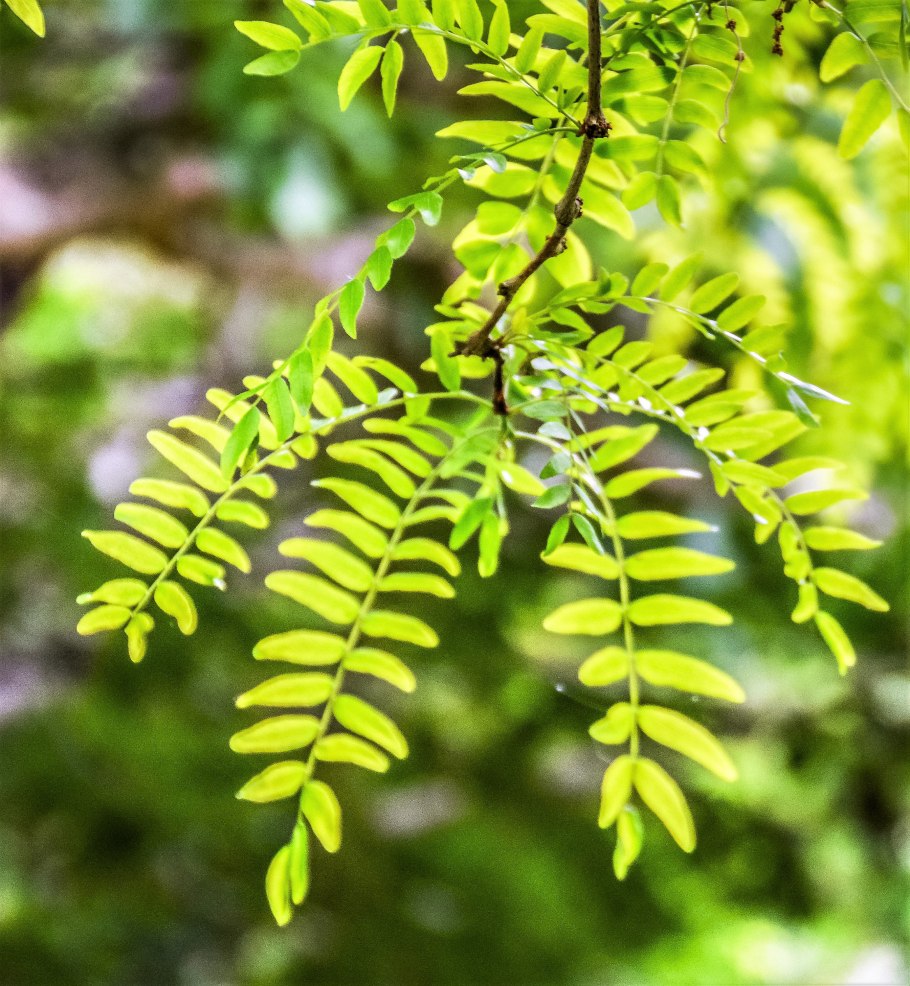 Gleditsia triacanthos l.