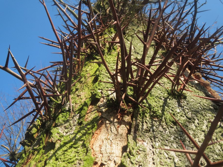 Гледичия обыкновенная Gleditsia triacanthos
