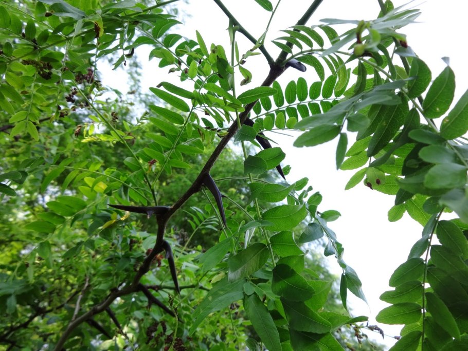 Gleditsia triacanthos Sunburst