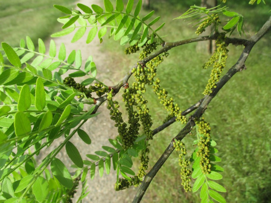 Gleditsia triacanthos
