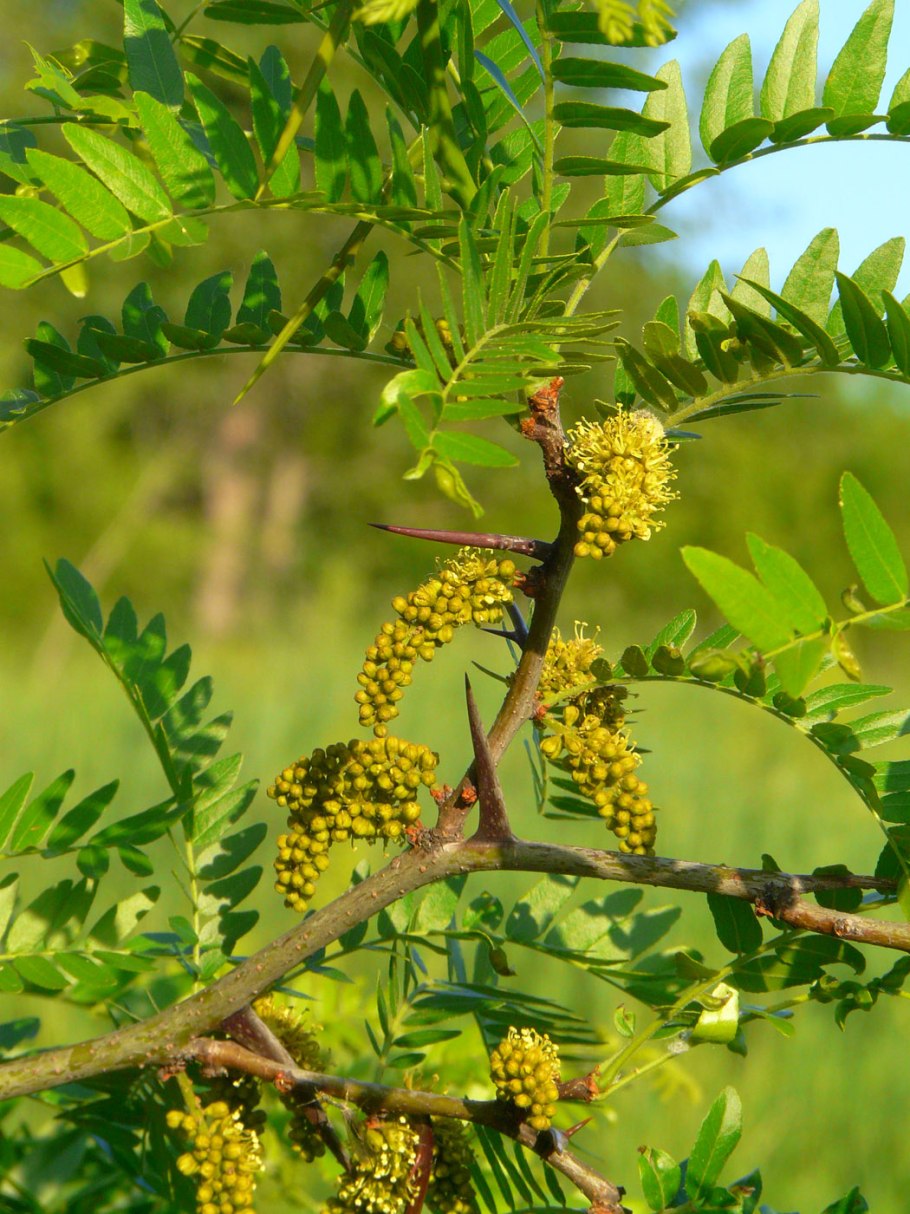 Гледичия обыкновенная Gleditsia triacanthos