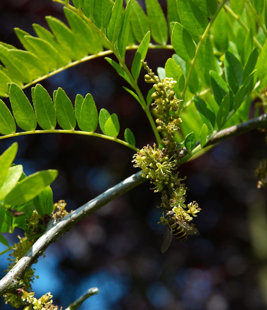 Gleditsia triacanthos Sunburst