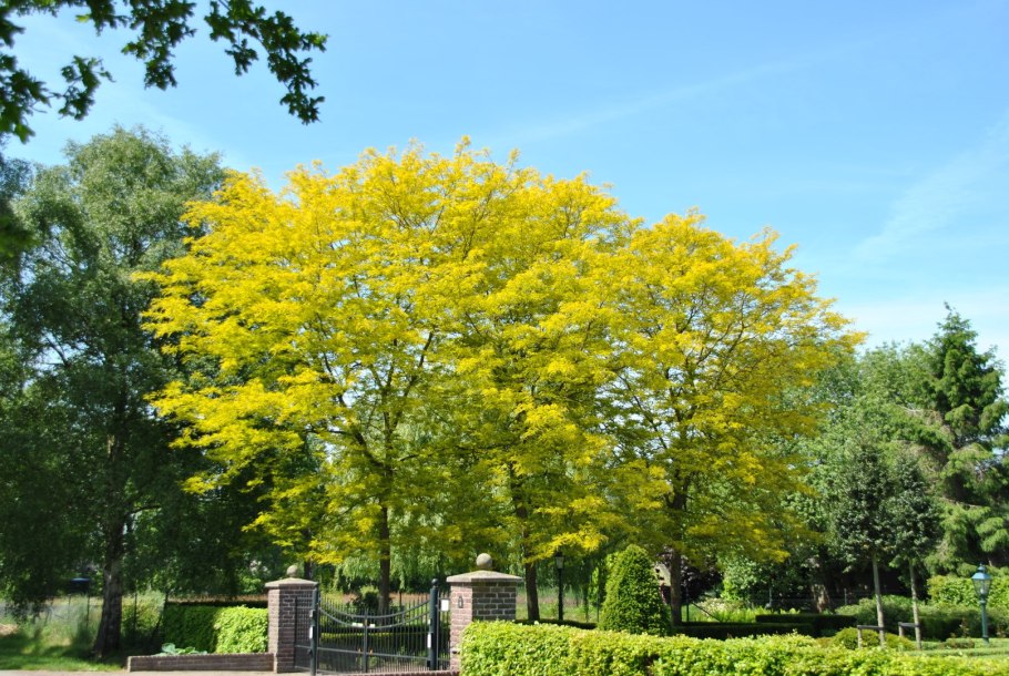 Гледичия трёхколючковая (Gleditsia triacanthos)