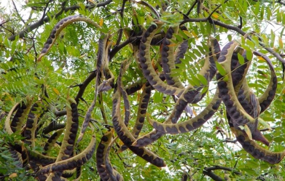 Гледичия обыкновенная Gleditsia triacanthos