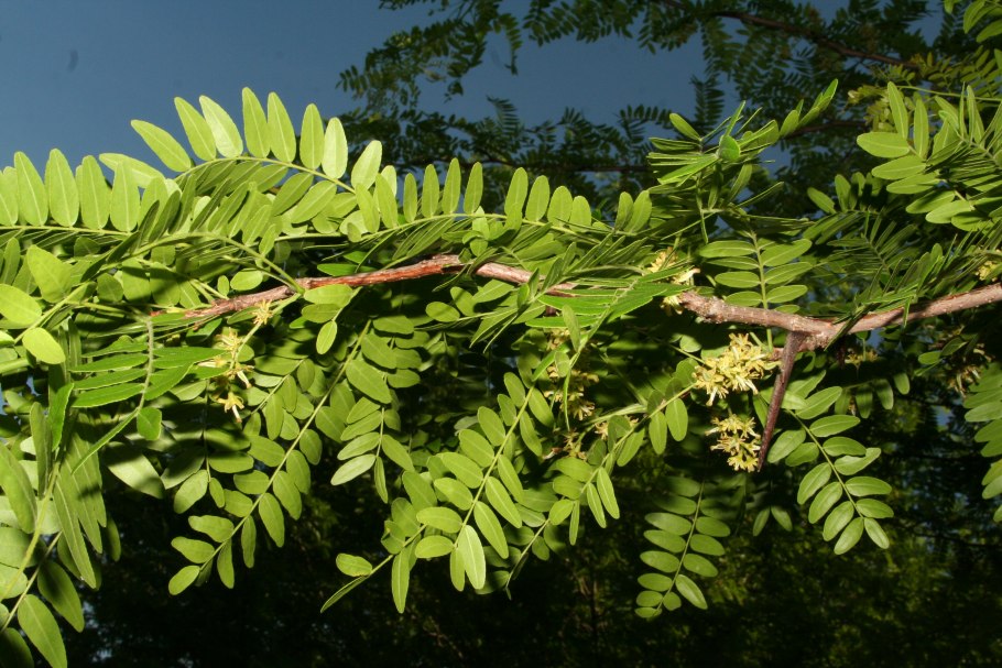 Гледичия обыкновенная Gleditsia triacanthos