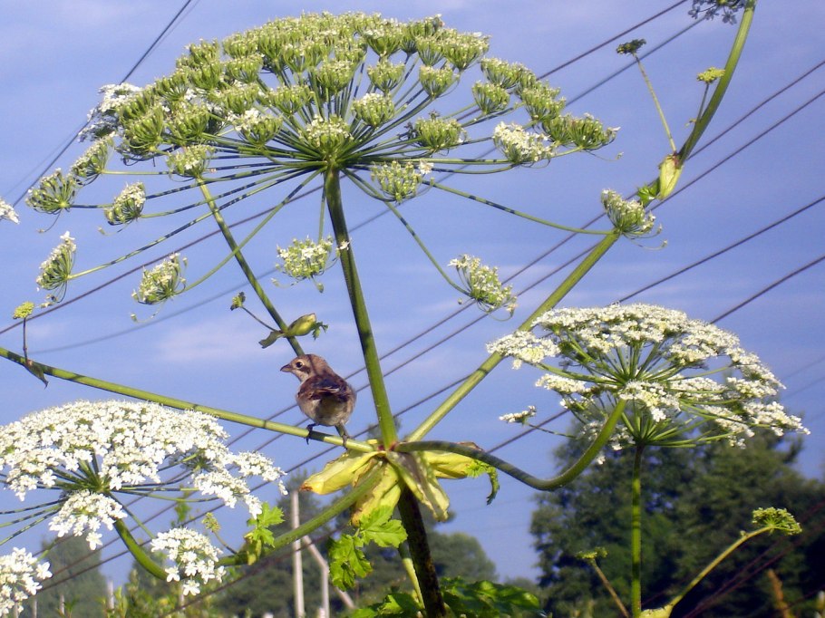 Heracleum борщевик