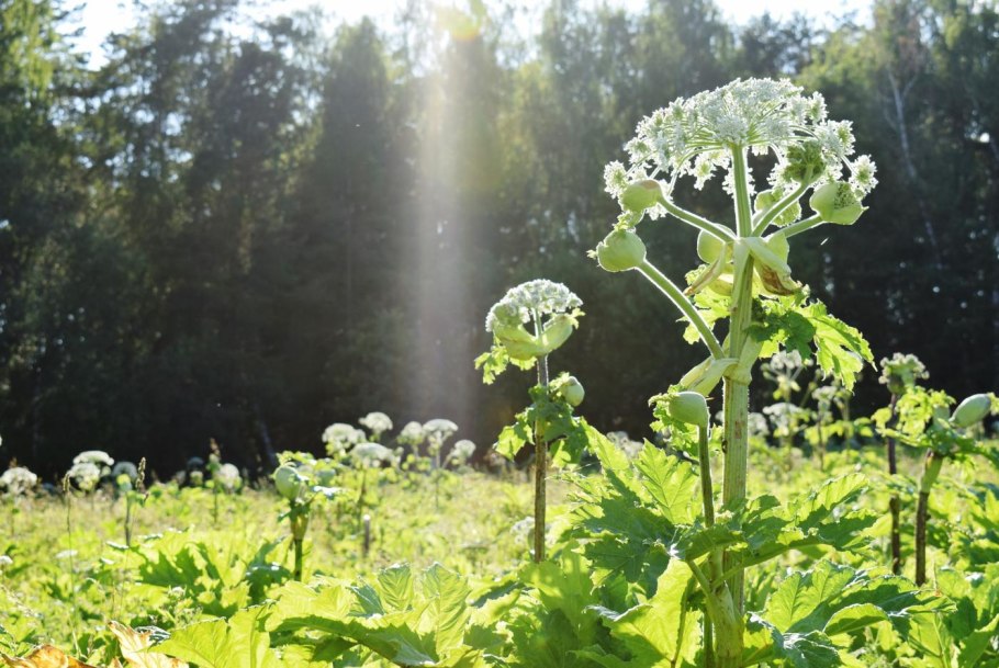 Heracleum борщевик